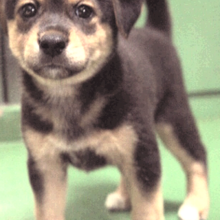 再募集！黒柴犬mix？生後1,5か月～2か月メス