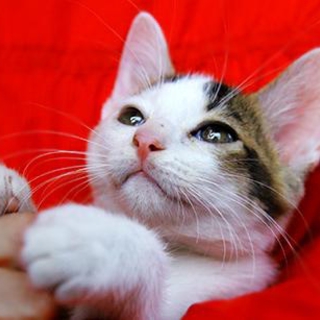 甘えるだけ！ゴロ