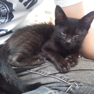 寂しがり屋で人懐っこい子猫です！