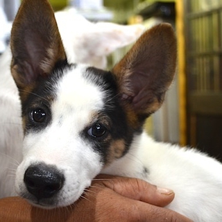 3か月テリア系mix仔犬男の子