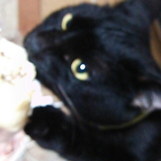 黒猫5歳♂里親探してます！