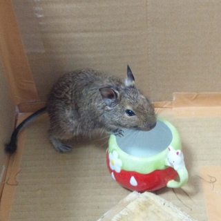デグー親子２匹