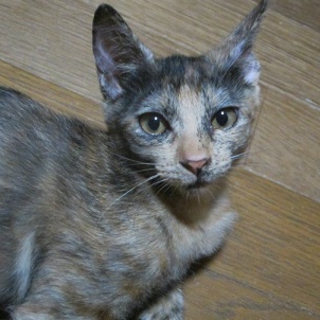 賢い女の子です