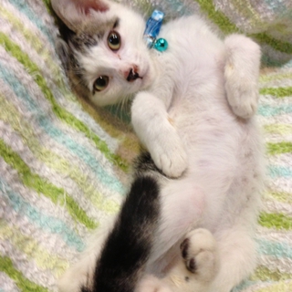 シッポの先が白いハンサム子猫を保護しました！