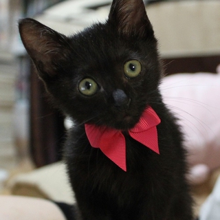【愛知県】生後二か月半メス黒猫の里親募集です