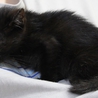 【愛知県】生後二か月半メス黒猫の里親募集です サムネイル3