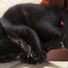 【愛知県】生後二か月半メス黒猫の里親募集です サムネイル2