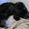 【愛知県】生後二か月半メス黒猫の里親募集です サムネイル5