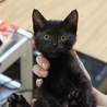 【愛知県】生後二か月半メス黒猫の里親募集です サムネイル6