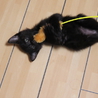 【愛知県】生後二か月半メス黒猫の里親募集です サムネイル7