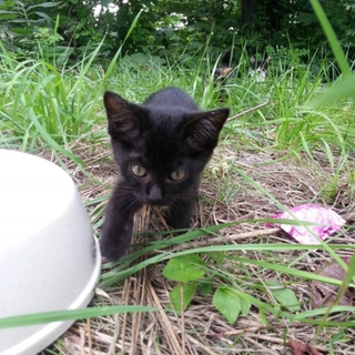 子猫ちゃんもらってください！