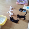 子猫ちゃんもらってください！ サムネイル2