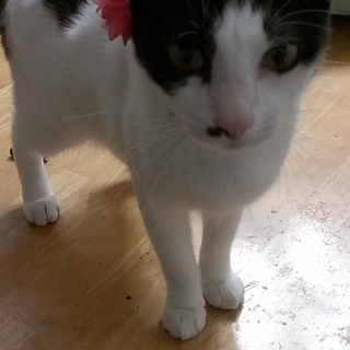 幸運を運ぶ招きニャンコ？！笑　里親さん募集！２