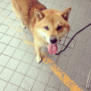 迷い犬の柴犬保護してます。