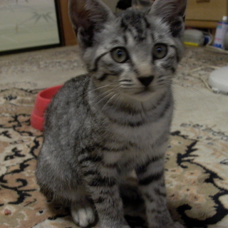 仔猫　アメショウ似の尾曲がり猫