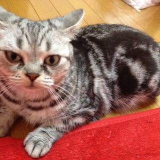 里親になってください‼