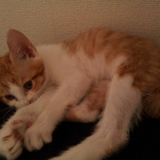 子猫ちゃんもらってください！