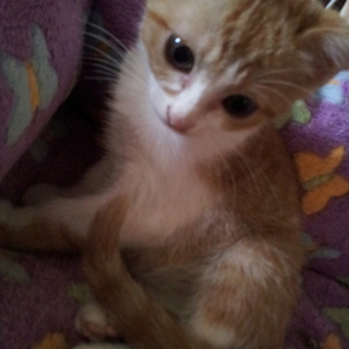 子猫ちゃんもらってください！