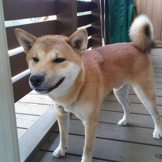 里親探してます。