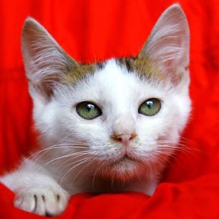 哲学する猫・ソクラテス！！