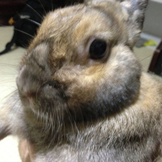 ネザーランドドワーフのウサギさんです