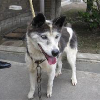 老犬★緊急里親募集