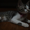 里親さん決定しました(*´ω｀*) サムネイル5