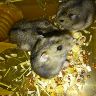★ハムスター　生後3ヶ月 ★