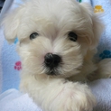 マルチーズの子犬（マル）・ありがとうございました。