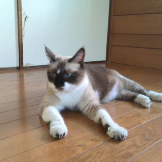 緊急！里親さん探しています！