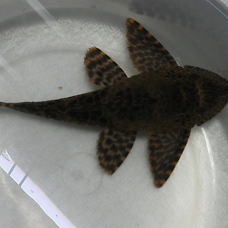 熱帯魚の里親を募集しています