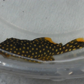 熱帯魚の里親を募集しています