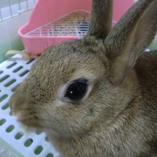 メスのウサギの里親を急募集