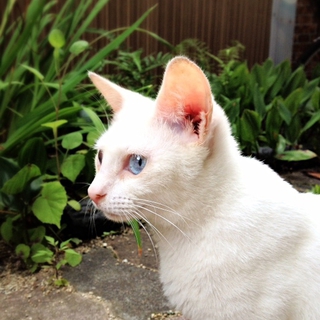 4ヶ月の子猫の里親を探しています！