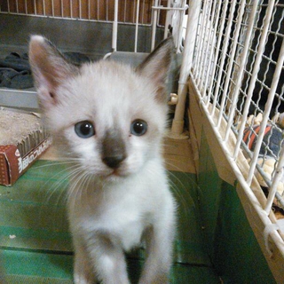 この子達の家族になってください。