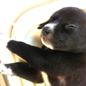 黒色の子犬メス１匹