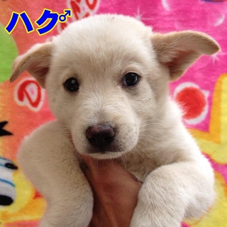 ハク♂  あろがとうございます