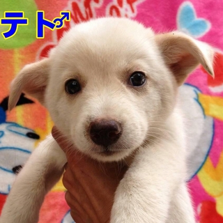 テト♂　ありがとうございます