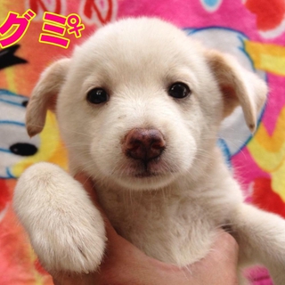 グミ♀　ありがとうございます