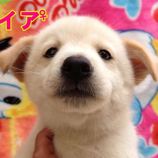イア♀　ありがとうございます