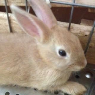 ありがとうございました。