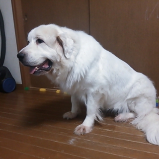 優しいグレートピレニーズです。