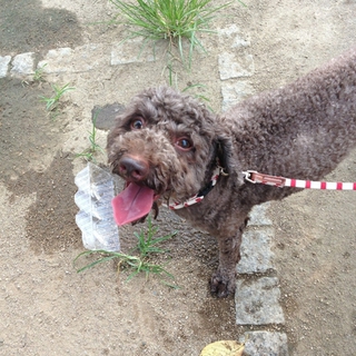 トイプードル　シルバー　家族になってください