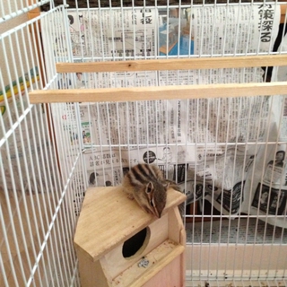 シマリスの里親募集