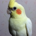 オカメインコ成鳥の里親さん急募