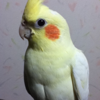 オカメインコ成鳥の里親さん急募