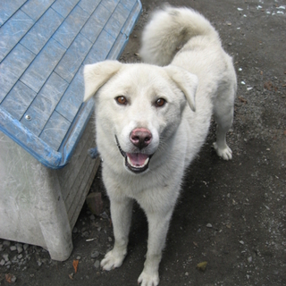 人間大好き！若犬くん