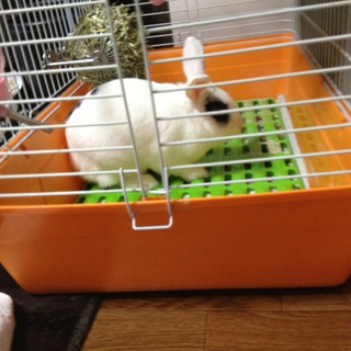 ミニウサギ♂里親募集