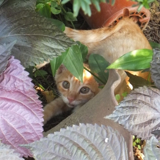 ♪♪茶トラ他、とてもかわいい子猫たちです。♪♪