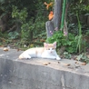 ★★茶白他、とっても美形な子猫です★★ サムネイル2